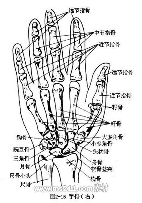 局部手部